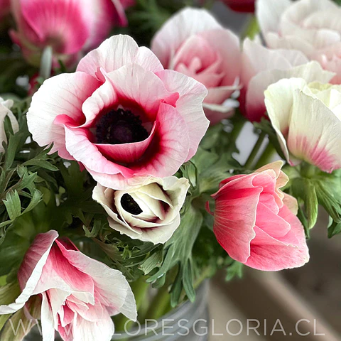 PACK BULBOS DE ANEMONAS MISTRAL PLUS BICOLOUR