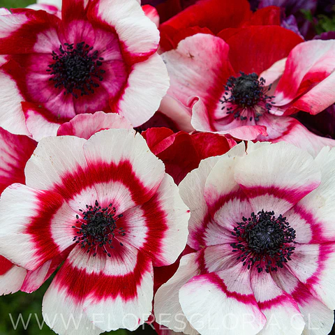 PACK BULBOS DE ANEMONAS MISTRAL PLUS BICOLOUR