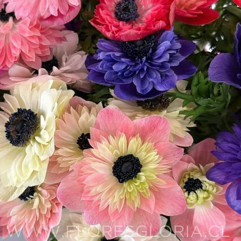 PACK BULBOS DE ANEMONAS DE CORTE MIX