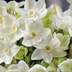 PACK BULBOS DE NARCISOS PAPER WHITE 