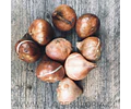 PACK BULBOS DE TULIPANES SAIGON DOUBLE