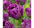 PACK BULBOS DE TULIPANES SAIGON DOUBLE