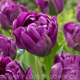 PACK BULBOS DE TULIPANES SAIGON DOUBLE