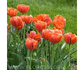 PACK BULBOS DE TULIPANES QUEENDAY