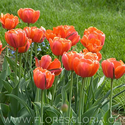 PACK BULBOS DE TULIPANES QUEENDAY