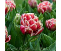 PACK BULBOS DE TULIPANES CONCORDE