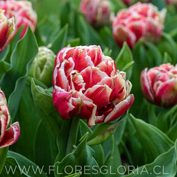 PACK BULBOS DE TULIPANES CONCORDE