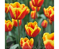 PACK BULBOS DE TULIPANES DENMARK