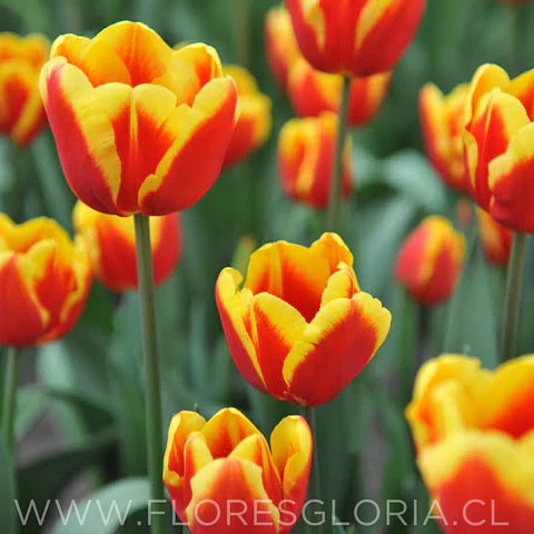 PACK BULBOS DE TULIPANES DENMARK