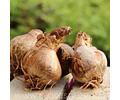 PACK BULBOS DE NARCISOS TETE A TETE