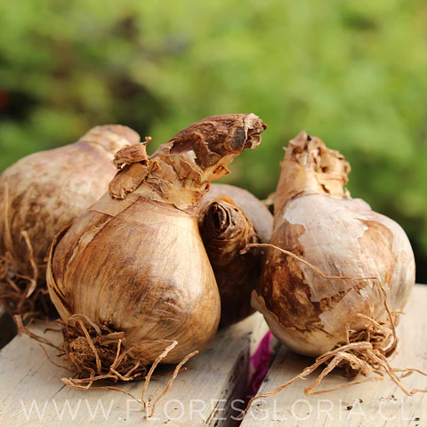 PACK BULBOS DE NARCISOS TETE A TETE