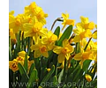 PACK BULBOS DE NARCISOS TETE A TETE
