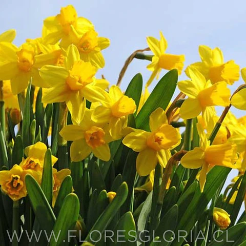 PACK BULBOS DE NARCISOS TETE A TETE