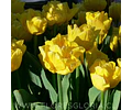 PACK BULBOS DE TULIPANES NIKON
