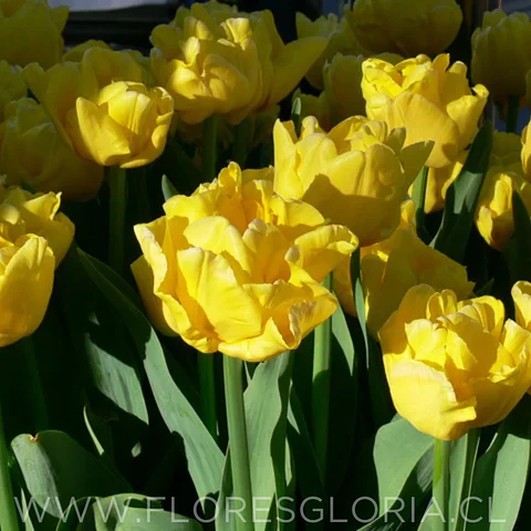 PACK BULBOS DE TULIPANES NIKON