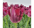 PACK BULBOS DE TULIPANES PURPLE CRYSTAL