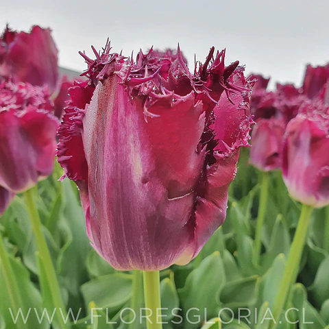 PACK BULBOS DE TULIPANES PURPLE CRYSTAL