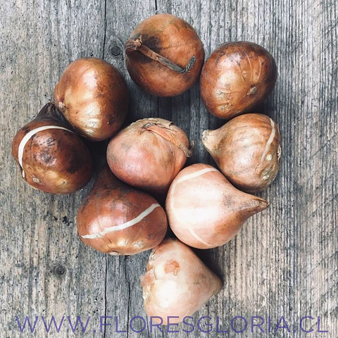 PACK BULBOS DE TULIPANES PURPLE CRYSTAL