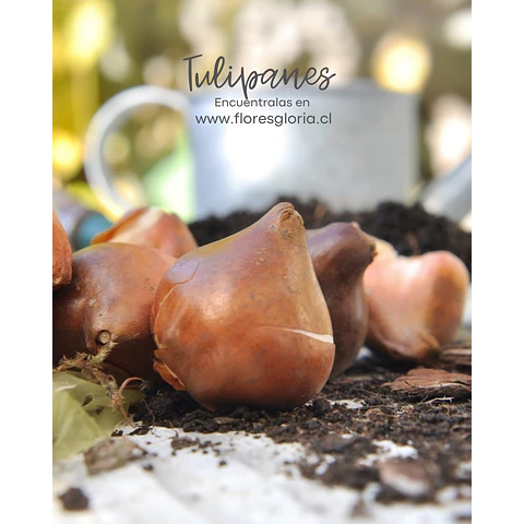 Caja especial MIX DE OTOÑO- INVIERNO 🍁