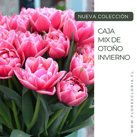 Caja especial MIX DE OTOÑO- INVIERNO 🍁