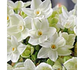 COLECCIÓN BULBOS DE NARCISOS MIX