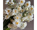COLECCIÓN BULBOS DE NARCISOS MIX