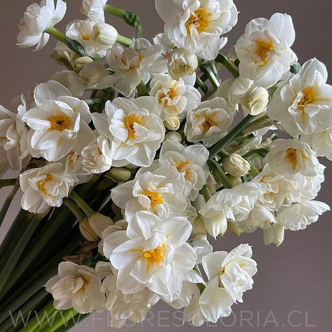 COLECCIÓN BULBOS DE NARCISOS MIX