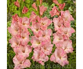PACK CORMOS DE GLADIOLOS ROSE SUPREME 