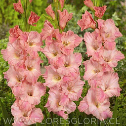 PACK CORMOS DE GLADIOLOS ROSE SUPREME 