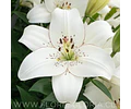 PACK BULBOS DE LILIUM ASIATICOS BLANCOS