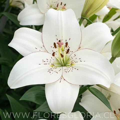 PACK BULBOS DE LILIUM ASIATICOS BLANCOS