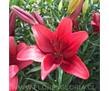 PACK BULBOS DE LILIUM ASIATICOS ROJOS 