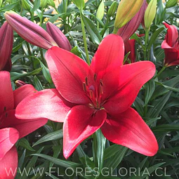 PACK BULBOS DE LILIUM ASIATICOS ROJOS 