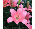 PACK BULBOS DE LILIUM ASIATICOS ROSADOS