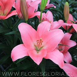 PACK BULBOS DE LILIUM ASIATICOS ROSADOS