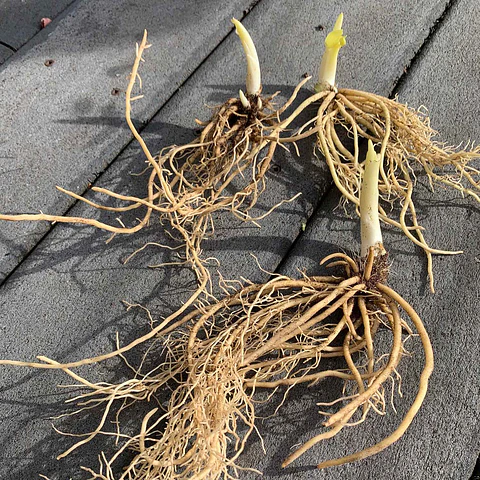 RIZOMA DE HOSTA AVOCADO
