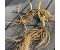 RIZOMA DE HOSTA BAND OF GOLD