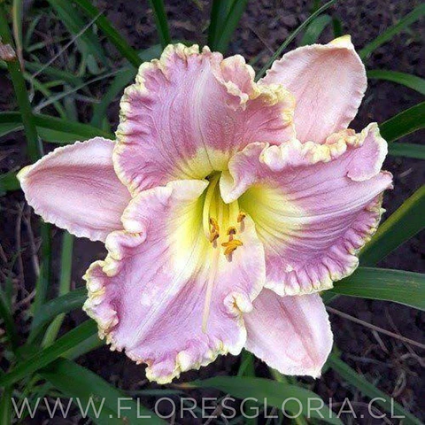 RIZOMA DE HEMEROCALLIS BESTSELLER 
