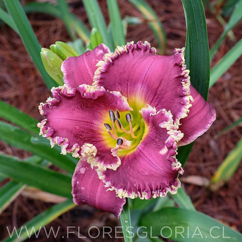 RIZOMA DE HEMEROCALLIS BETTYLEN