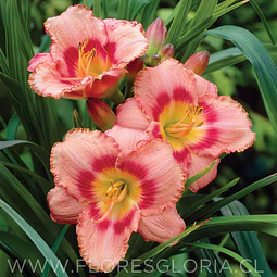 RIZOMA DE HEMEROCALLIS STRAWBERRY CANDY