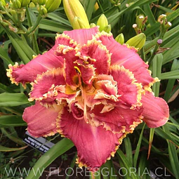 RIZOMA DE HEMEROCALLIS VENETIAN FRINGE