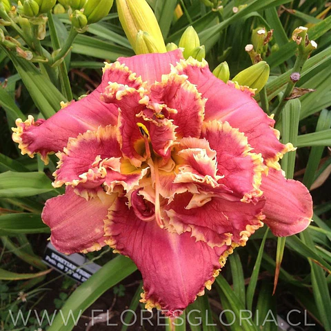 RIZOMA DE HEMEROCALLIS VENETIAN FRINGE
