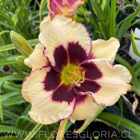 RIZOMA DE HEMEROCALLIS CELEBRATION OF ANGELS