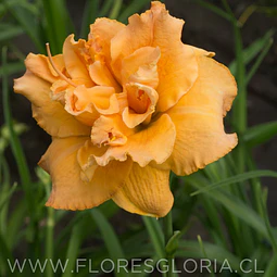 RIZOMA DE HEMEROCALLIS ISABELLA MARAFFI