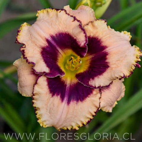RIZOMA DE HEMEROCALLIS SIMMONS OVERTURE