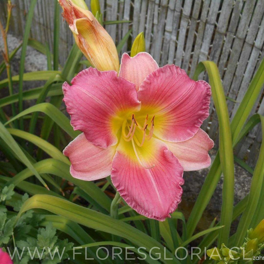 RIZOMA DE HEMEROCALLIS FINAL TOUCH