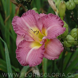 RIZOMA DE HEMEROCALLIS ENTRAPMENT