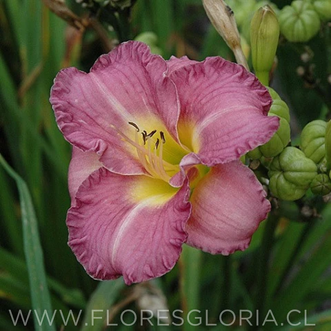 RIZOMA DE HEMEROCALLIS ENTRAPMENT