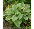 RIZOMA DE HOSTA ALVATINE TAYLOR