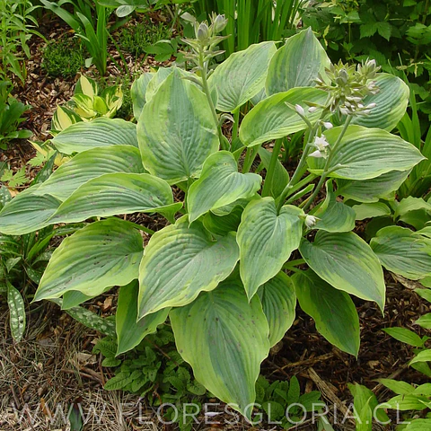 RIZOMA DE HOSTA ALVATINE TAYLOR